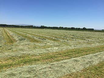 Fenc / festuca 2